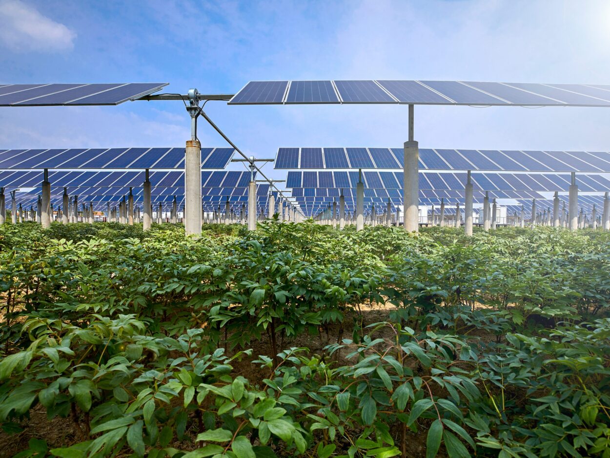 Rivoluzione solare nel settore agricolo: come funziona l’agrivoltaico?